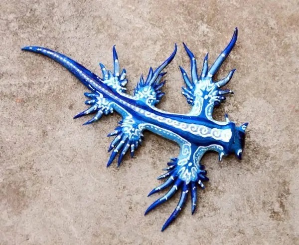 اژد‌های آبی دریایی