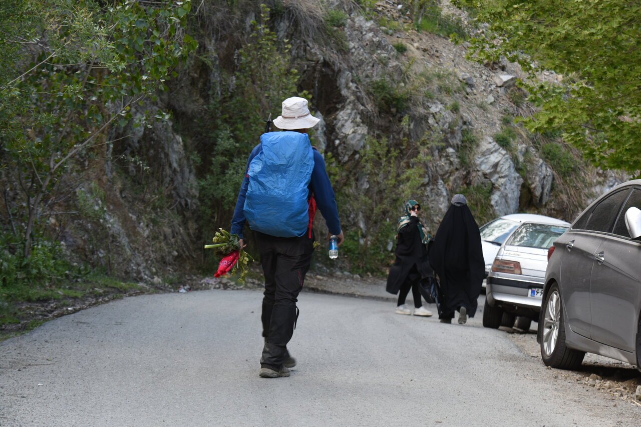 (عکس) تاراج گنج سبز کوه‌های تهران/گیاهان انحصاری تهران کجا تکثیر می‌شود؟