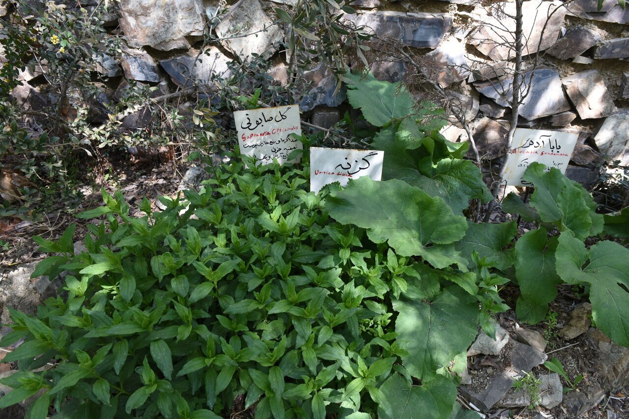 (عکس) تاراج گنج سبز کوه‌های تهران/گیاهان انحصاری تهران کجا تکثیر می‌شود؟