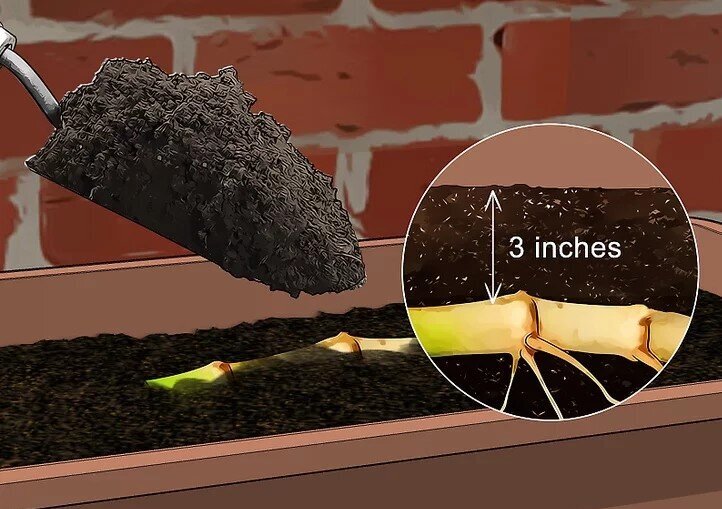 چگونه بامبو را قلمه بزنیم؟ / ۳ روش آسان برای تکثیر بامبو؛ گیاهی که نماد خوش‌یمنی است//