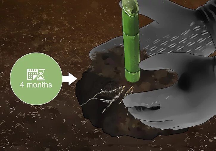 چگونه بامبو را قلمه بزنیم؟ / ۳ روش آسان برای تکثیر بامبو؛ گیاهی که نماد خوش‌یمنی است//