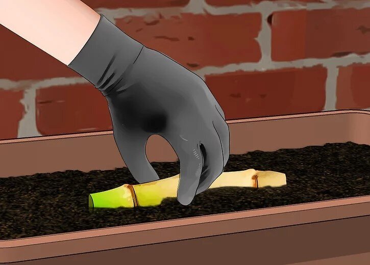 چگونه بامبو را قلمه بزنیم؟ / ۳ روش آسان برای تکثیر بامبو؛ گیاهی که نماد خوش‌یمنی است//