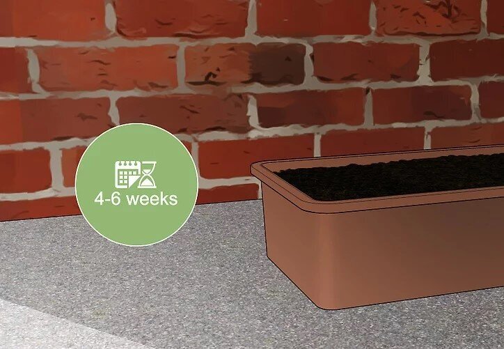 چگونه بامبو را قلمه بزنیم؟ / ۳ روش آسان برای تکثیر بامبو؛ گیاهی که نماد خوش‌یمنی است//