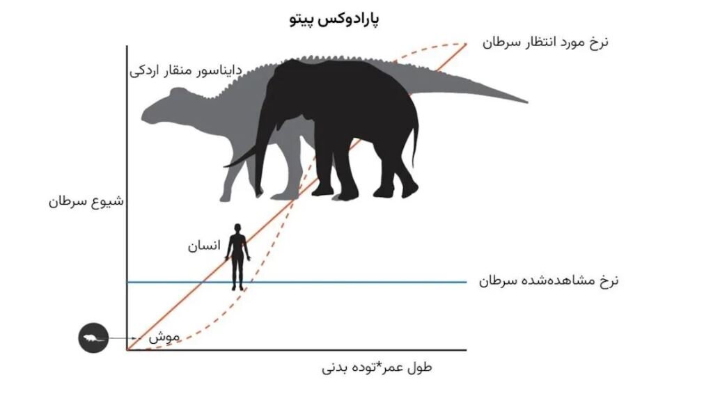 راز مبتلا نشدن به سرطان / نهنگ‌ها و پارادوکس پیتو