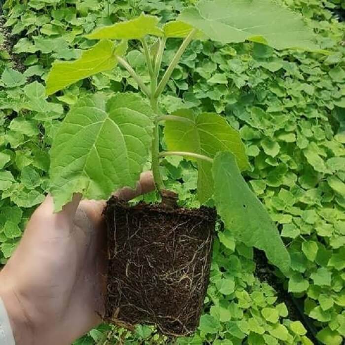 چرا کاشت پائولونیا جرم است؟