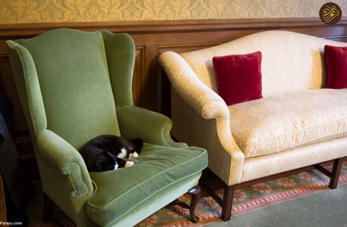 پدیده شاغلان بیکار؛ چگونه در محل کار مطلقا هیچ کاری انجام ندهیم؟ /