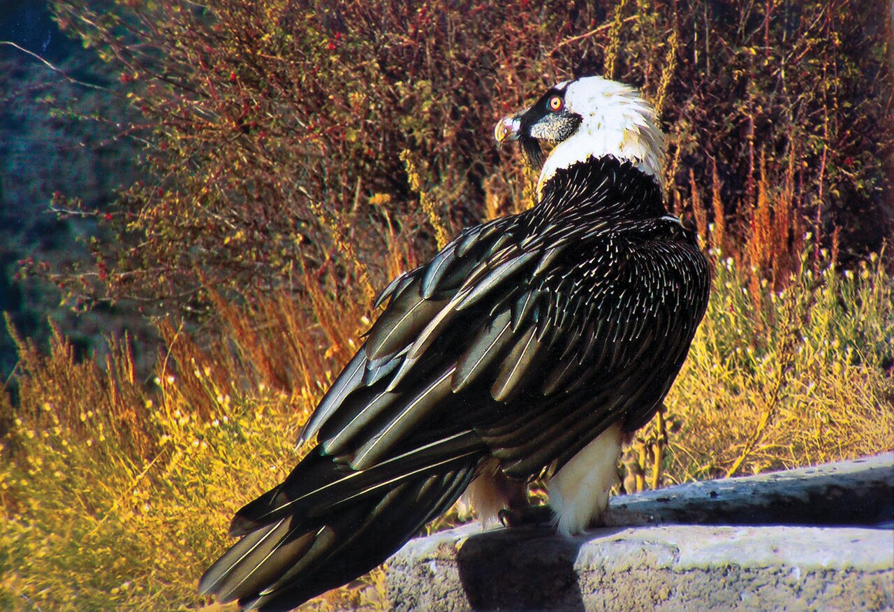 (تصاویر) شکار پرندگان منطق‌الطیر عطار با دوربین