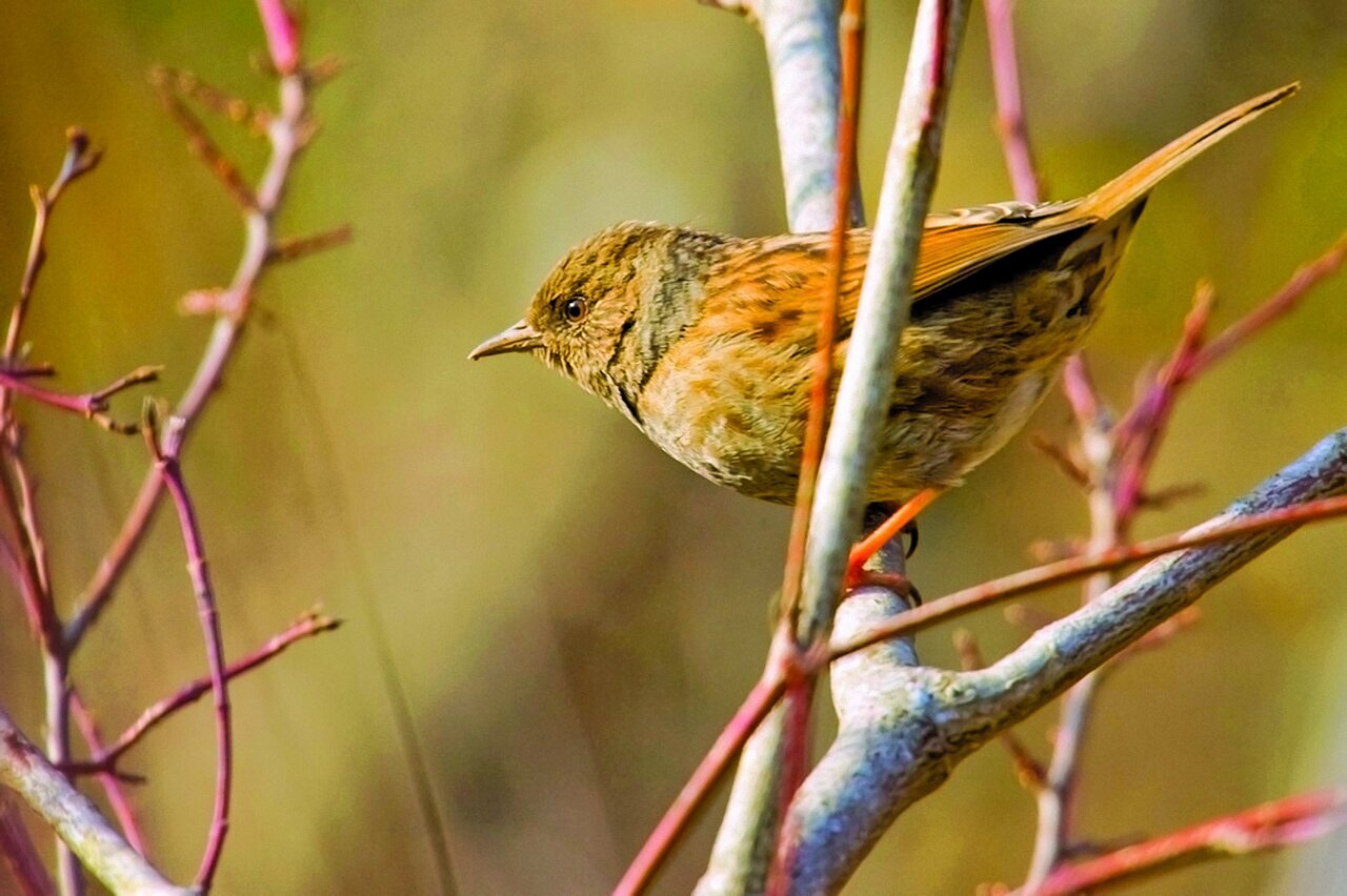 (تصاویر) شکار پرندگان منطق‌الطیر عطار با دوربین