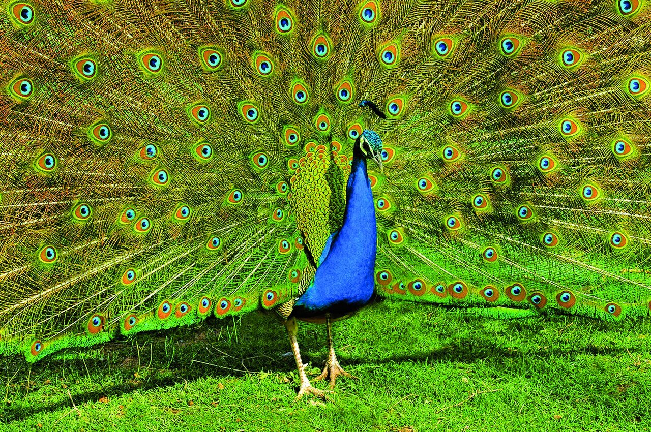 (تصاویر) شکار پرندگان منطق‌الطیر عطار با دوربین