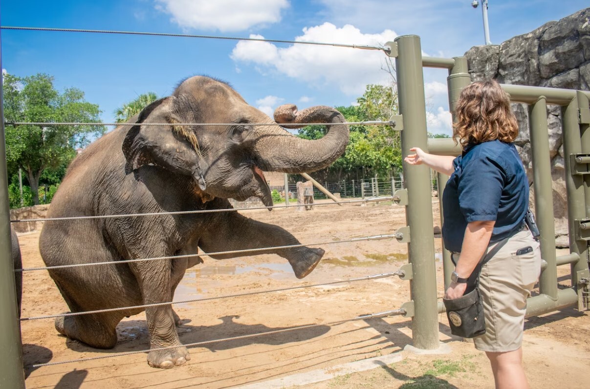 گونه دیگری به غیر از انسان ها که برای سالم ماندن یوگا انجام می دهد: فیل ها