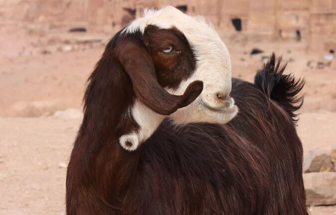 (عکس) ترسناک یا زیبا؛ آشنایی با عجیب‌ترین بز دنیا