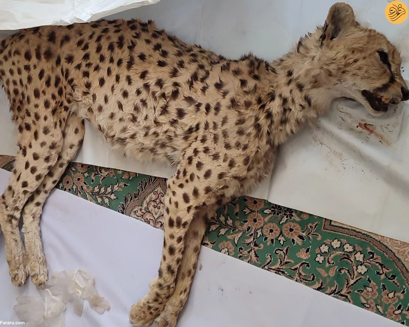 عکس دلخراش از «هومینو»