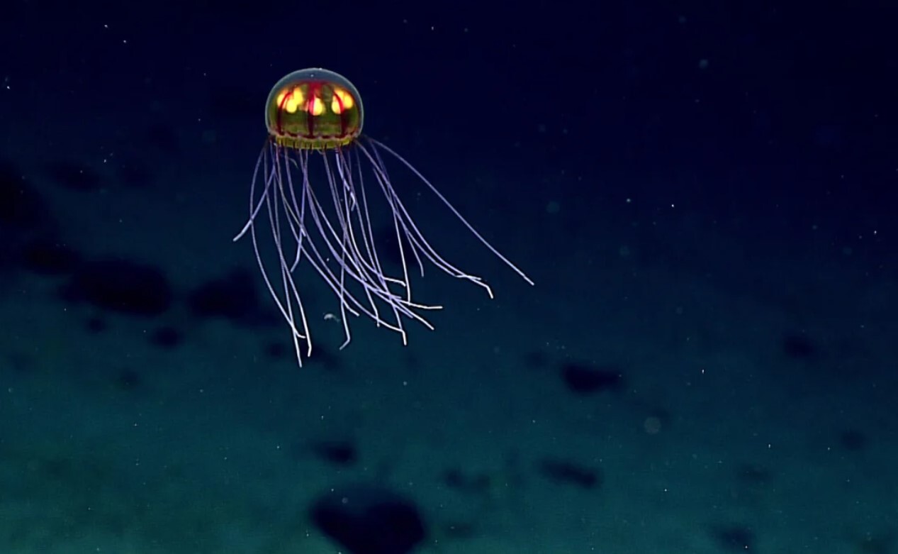 آن چه در مورد اعماق اقیانوس می دانیم و چرا کاوش در آن بسیار خطرناک است؟