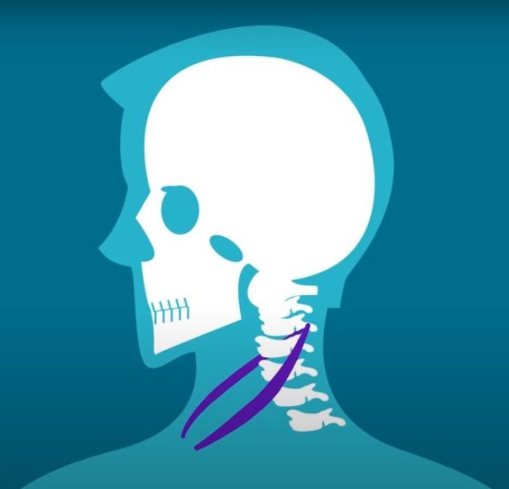 ۱۷ ویژگی نادر بدن که تنها در ۸ درصد انسان‌ها دیده می‌شود