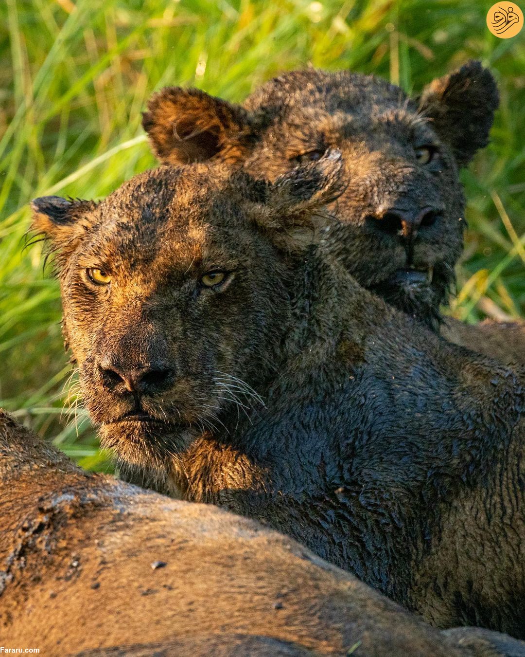 عکس