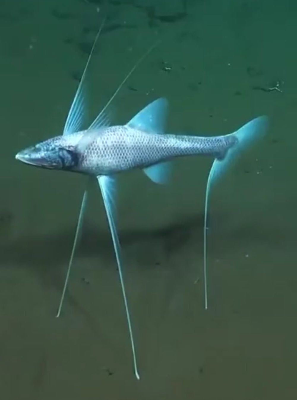 (ویدئو) از عجیب ترین های جهان: ماهی سه پا هرمافرودیت!