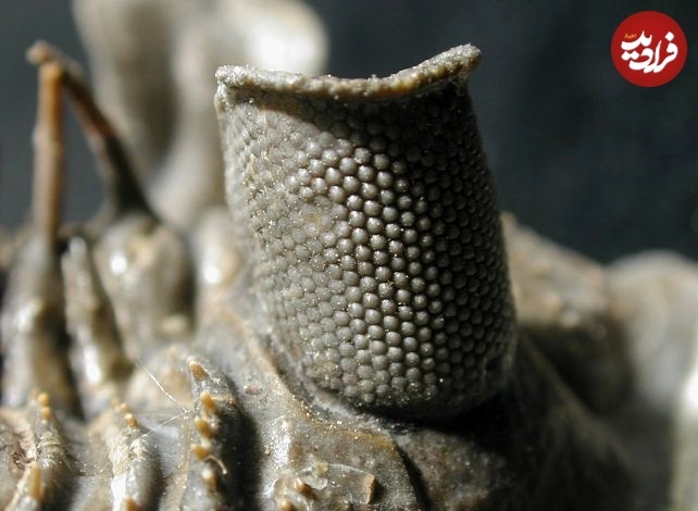 این جانور باستانی چشم‌هایی از جنس «سنگ» داشت