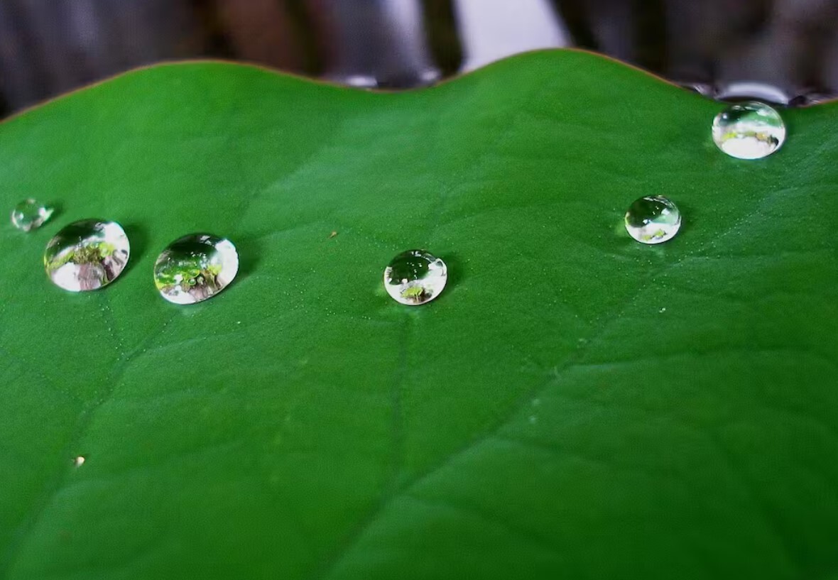 این حشره می‌تواند راز سطوح خود تمیز شونده را برملا کند