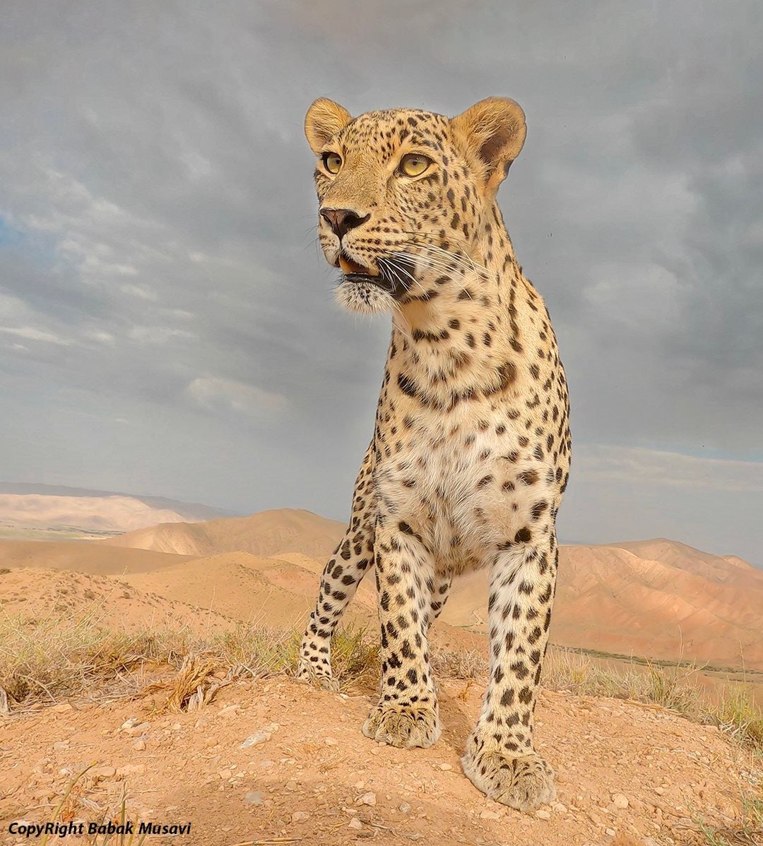 تصویری جالب از یک پلنگ ایرانی