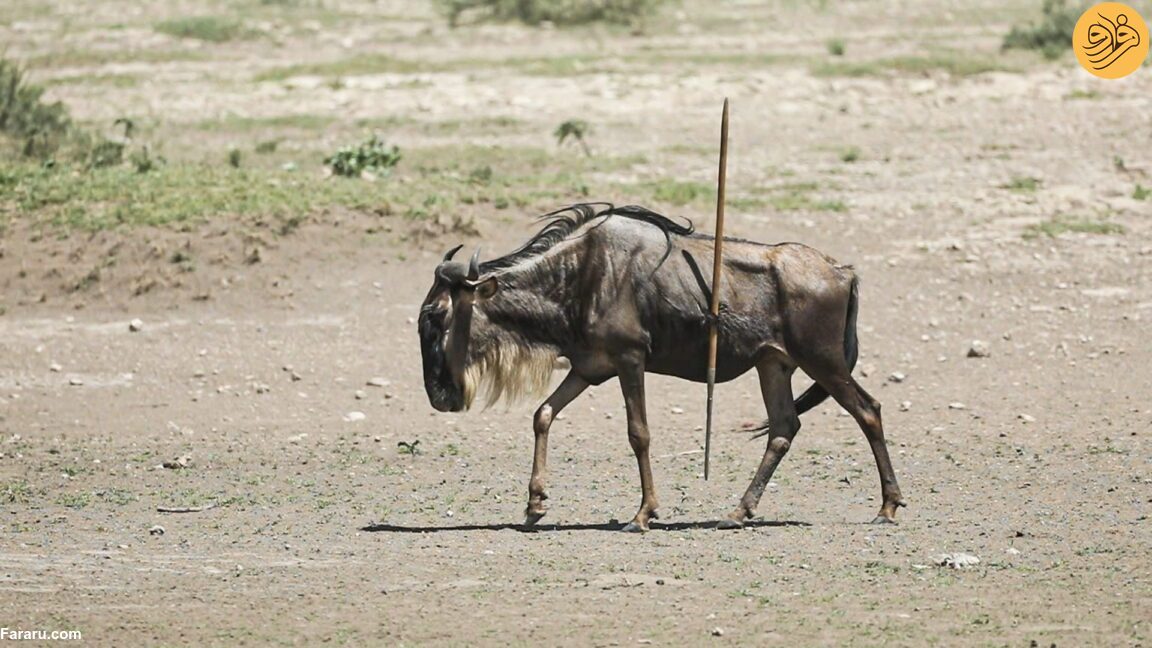 (عکس)