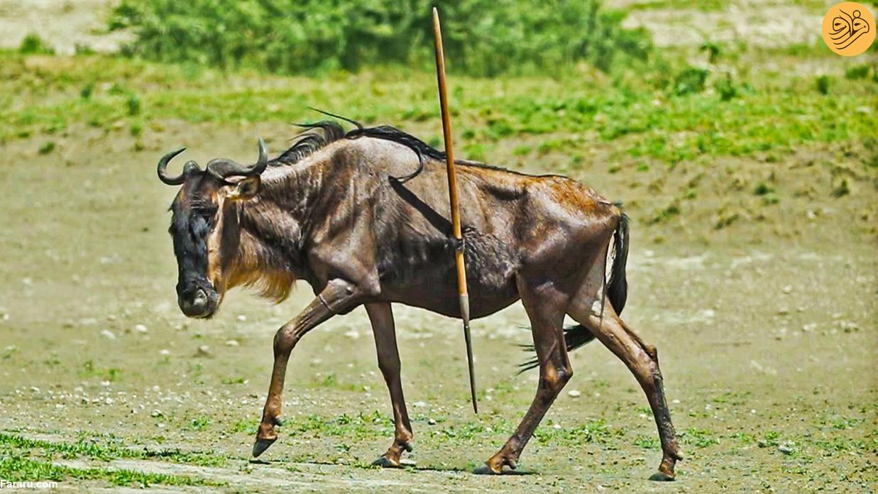 (عکس)