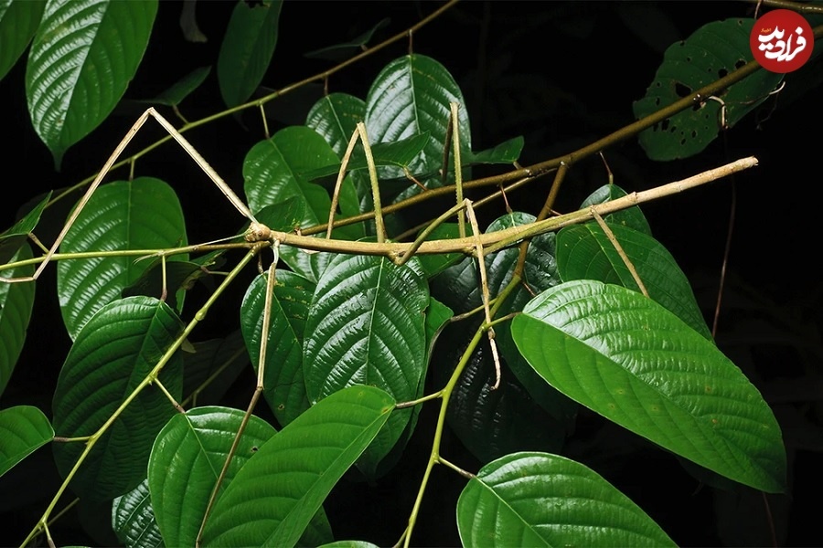 (تصاویر) اندازۀ باورنکردنی بزرگترین حشرات جهان