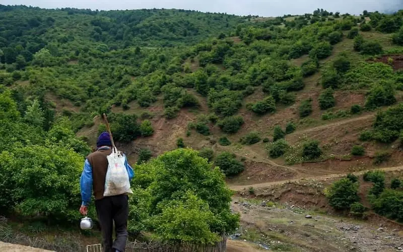 داماش