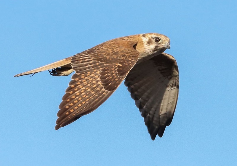 (ویدئو) شاهین آتشین؛ پرنده ای که استرالیا را برای غذا آتش می زند!