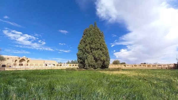 (ویدئو) کهنسال‌ترین موجود زنده ایران در قلب کویر