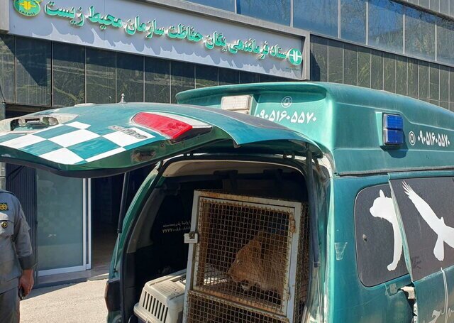 آخرین وضعیت توله شیر امیرعلی اکبری
