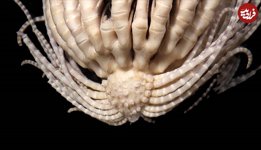Promachocrinus fragarius