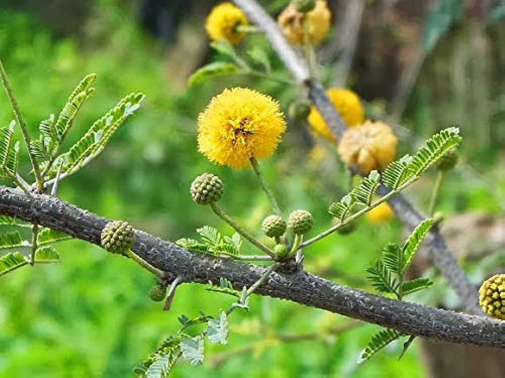 (تصاویر) این گیاهان بد یُمن را در خانه نگهداری نکنید!