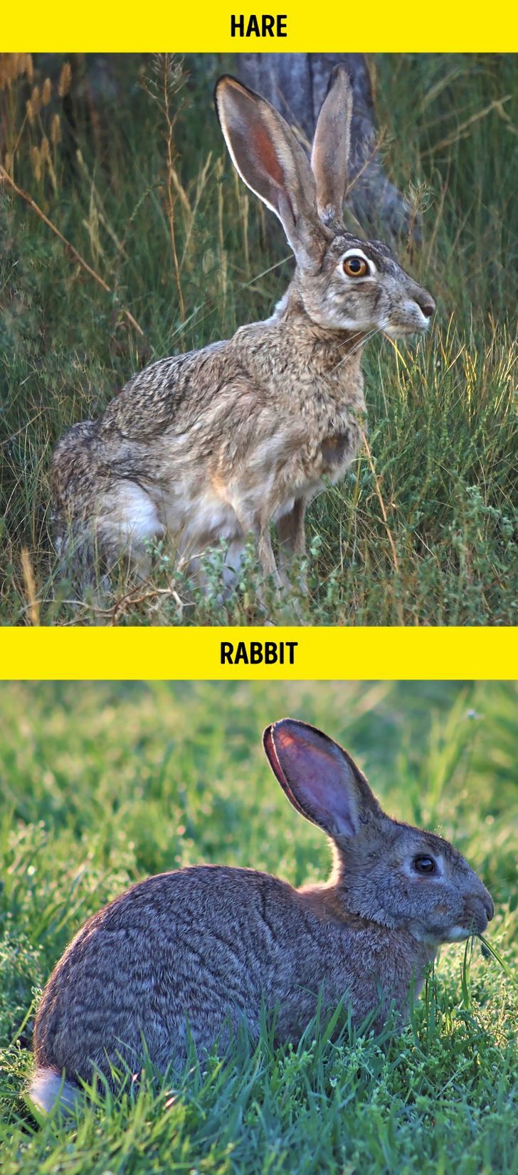 خرگوش