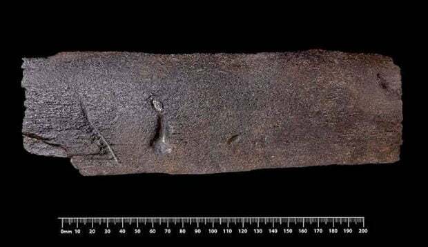 مگالودون، بزرگترین کوسه جهان شاید هنوز منقرض نشده باشد!