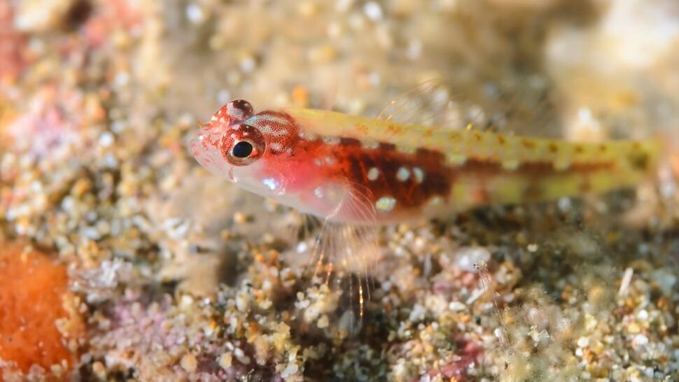 (تصویر) طول عمر این جانور، تنها یک ساعت است