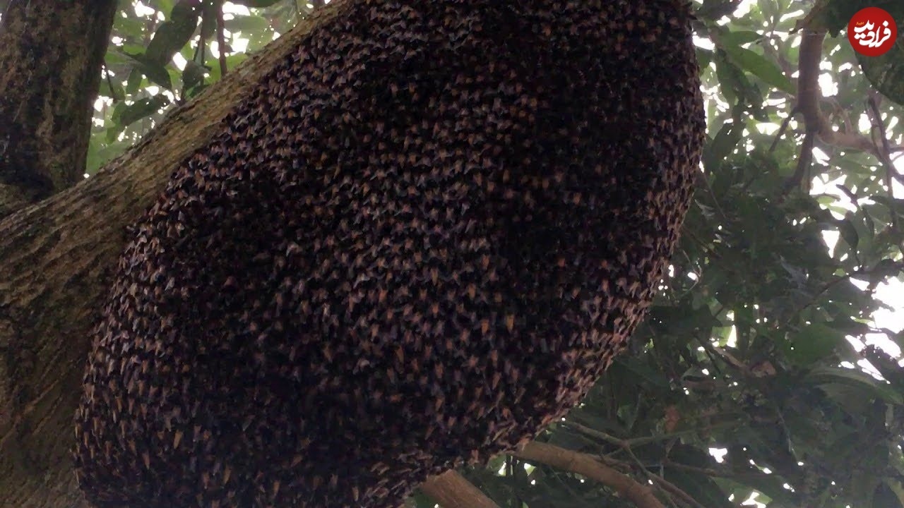 (تصاویر) همکاری‌های باورنکردنی حشرات؛ از «قایق مورچه‌ای» تا «موج مکزیکی زنبوری»