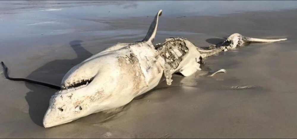 (تصویر) این موجودات وحشتناک، کوسه‌ها را خوردند!