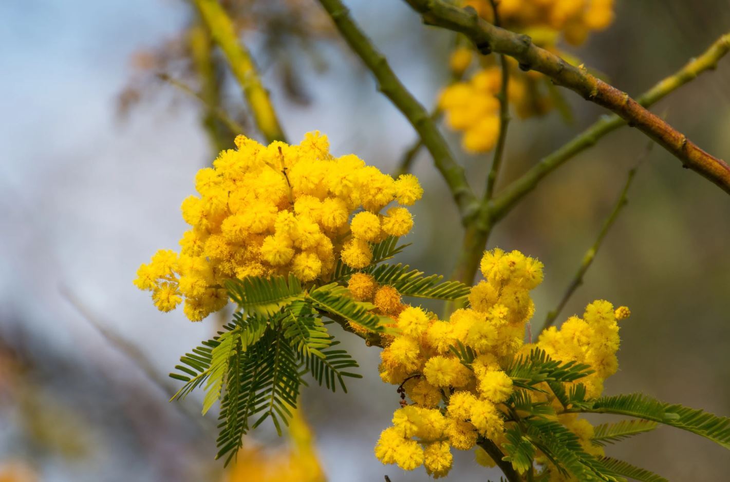 بهترین و بدترین درختان برای کاشت در نزدیکی خانه/