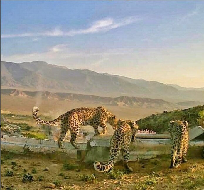 (تصاویر) ثبت تصویر کم نظیر از خانواده پلنگ ایرانی در تپال شاهرود