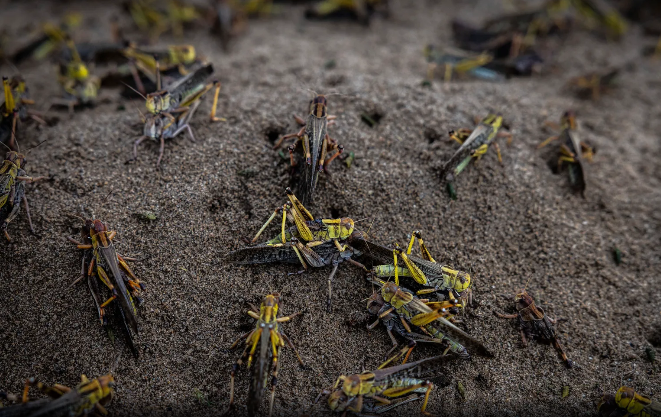 غذای آینده: