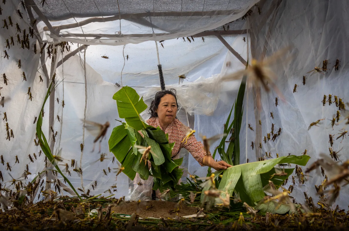 غذای آینده: