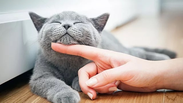 ۱۰ نکته که گربه‌دوستان باید بدانند؛ حیوان خانگی شما از چه کار‌هایی متنفر است؟