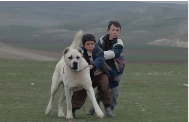 ۱۰ فیلم برتر تاریخ سینمای ترکیه که باید دید؛ از Time to Love تا The Wild Pear Tree//