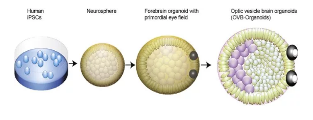 مغز پرورش‌یافته در آزمایشگاه چشم درآورد!