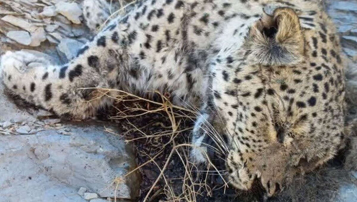 کشف لاشه یک فرد پلنگ در منطقه حفاظت شده سالوک اسفراین