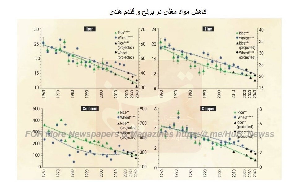 برنج هندی خالی از مواد مغذی و پُر از آرسنیک