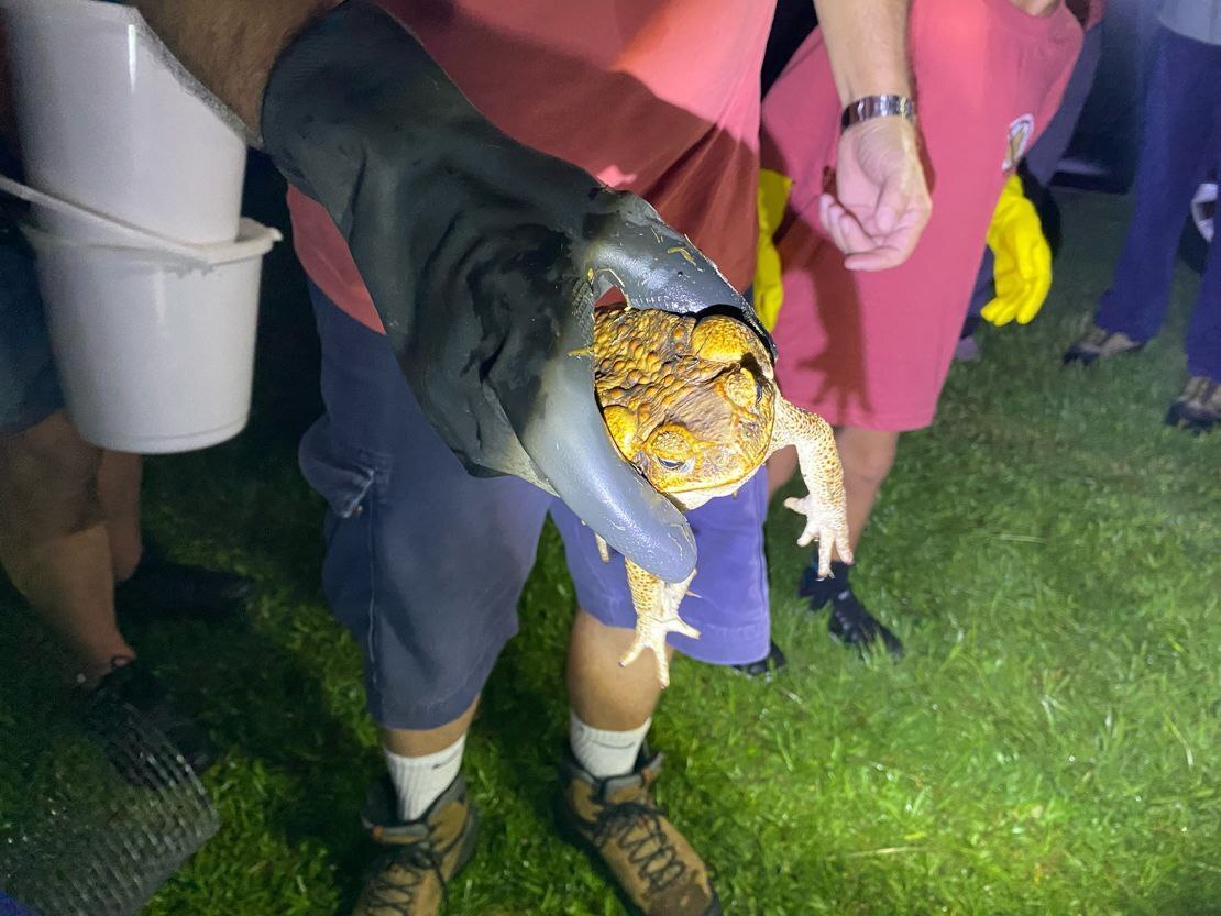 این آفت زگیل دار و سمی کل اکوسیستم‌ها را تهدید می‌کند این دانشمندان یک سلاح مخفی علیه آن دارند/ وزغ‌های چاق و زگیل داری که بلای جان استرالیایی‌ها شده اند؛ سلاح مخفی دانشمندان علیه آنان