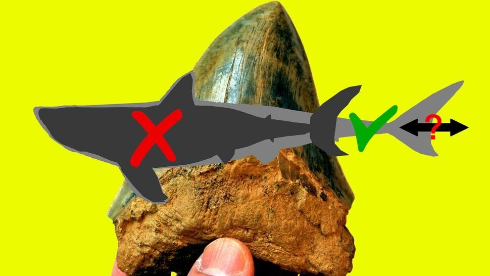 یک ادعای جنجالی درباره بزرگترین کوسه تاریخ