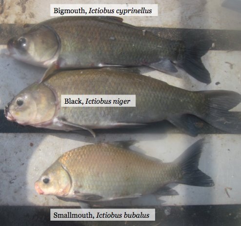 چشمه جوانی؛ بوفالوماهی‌های ۱۰۰ ساله که با افزایش سن سالم‌تر می‌شوند!