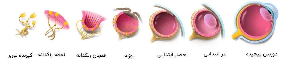 شگفتی چشم‌ انسان؛ دیدن جهان چه زمان امکان‌پذیر شد؟
